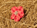 Flower petal hair slide small  coral red gingham