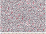 Cotton fabric serenade rouge gris