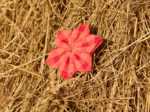Star flower hairslide coral red gingham